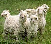 mohair angora protein natural fibres goats goat
