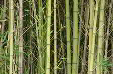 natural fiber