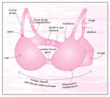 Bra Anatomy and its Size